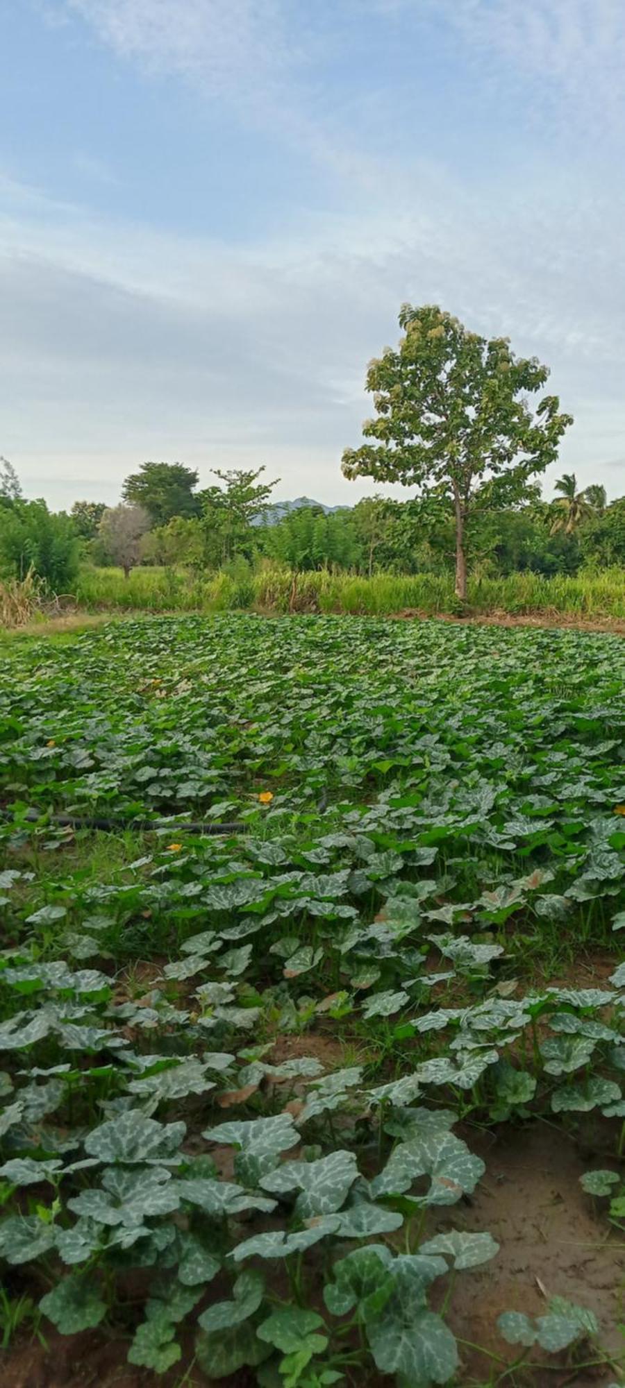 Gimhana Homestay Sigiriya Dış mekan fotoğraf