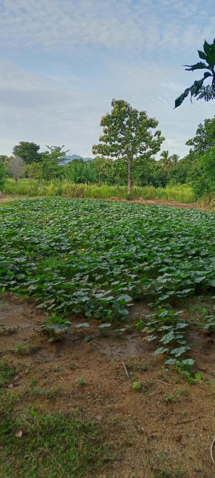Gimhana Homestay Sigiriya Dış mekan fotoğraf