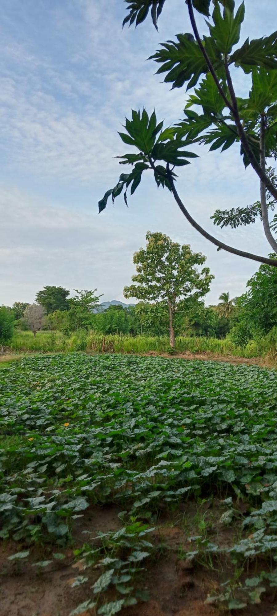 Gimhana Homestay Sigiriya Dış mekan fotoğraf
